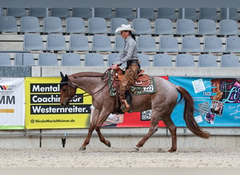 Caballo cuarto de milla, Yegua, 5 años, 149 cm, Ruano alazán