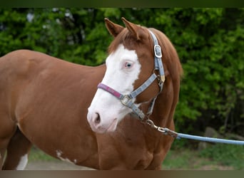 Caballo cuarto de milla, Yegua, 5 años, 150 cm, Alazán