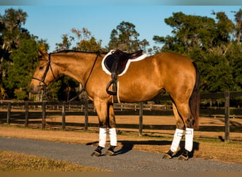 Caballo cuarto de milla, Yegua, 5 años, 150 cm, Buckskin/Bayo