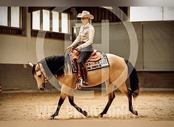 Caballo cuarto de milla, Yegua, 5 años, 150 cm, Buckskin/Bayo