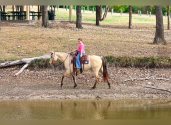 Caballo cuarto de milla, Yegua, 5 años, 150 cm, Buckskin/Bayo