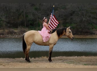 Caballo cuarto de milla, Yegua, 5 años, 150 cm, Buckskin/Bayo