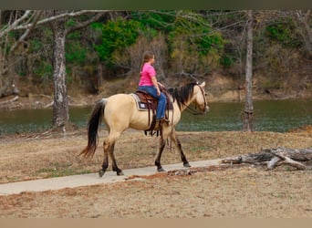 Caballo cuarto de milla, Yegua, 5 años, 150 cm, Buckskin/Bayo