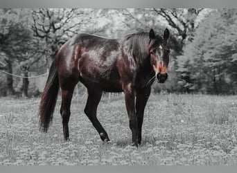 Caballo cuarto de milla, Yegua, 5 años, 150 cm, Castaño oscuro