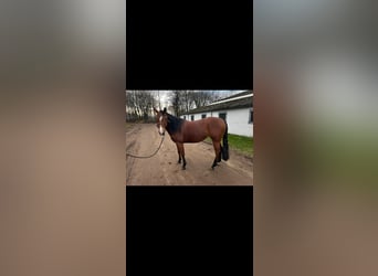 Caballo cuarto de milla, Yegua, 5 años, 150 cm, Castaño