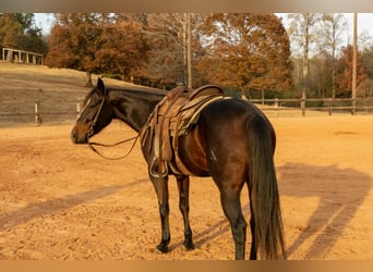Caballo cuarto de milla, Yegua, 5 años, 150 cm, Castaño rojizo