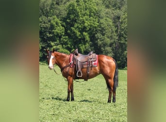 Caballo cuarto de milla, Yegua, 5 años, 150 cm, Castaño rojizo