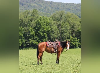 Caballo cuarto de milla, Yegua, 5 años, 150 cm, Castaño rojizo
