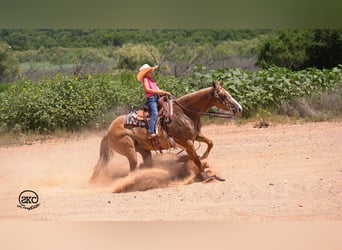 Caballo cuarto de milla, Yegua, 5 años, 150 cm, Red Dun/Cervuno
