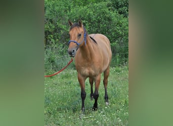 Caballo cuarto de milla, Yegua, 5 años, 151 cm, Bayo
