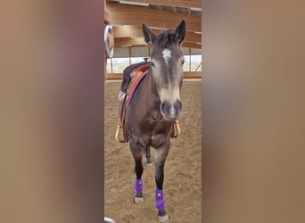 Caballo cuarto de milla, Yegua, 5 años, 151 cm, Buckskin/Bayo