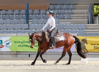 Caballo cuarto de milla, Yegua, 5 años, 151 cm, Castaño