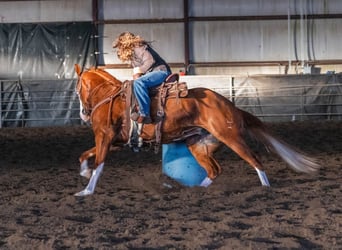 Caballo cuarto de milla, Yegua, 5 años, 152 cm, Alazán rojizo