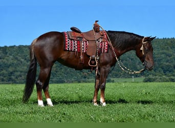 Caballo cuarto de milla, Yegua, 5 años, 152 cm, Alazán-tostado