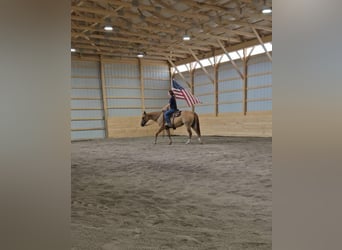 Caballo cuarto de milla Mestizo, Yegua, 5 años, 152 cm, Bayo