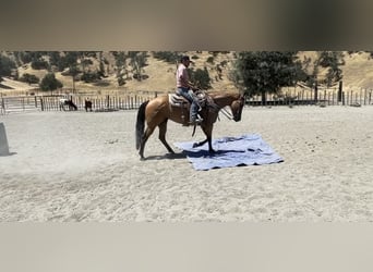 Caballo cuarto de milla, Yegua, 5 años, 152 cm, Buckskin/Bayo