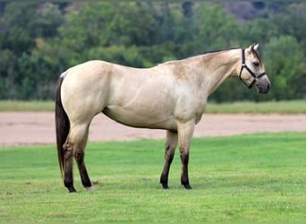 Caballo cuarto de milla, Yegua, 5 años, 152 cm, Buckskin/Bayo