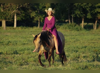 Caballo cuarto de milla, Yegua, 5 años, 152 cm, Buckskin/Bayo