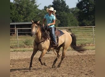 Caballo cuarto de milla, Yegua, 5 años, 152 cm, Buckskin/Bayo