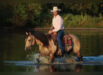 Caballo cuarto de milla, Yegua, 5 años, 152 cm, Buckskin/Bayo