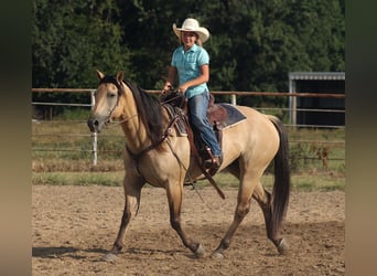 Caballo cuarto de milla, Yegua, 5 años, 152 cm, Buckskin/Bayo