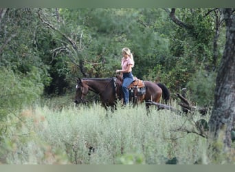 Caballo cuarto de milla, Yegua, 5 años, 152 cm, Castaño rojizo