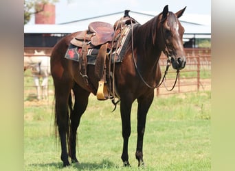 Caballo cuarto de milla, Yegua, 5 años, 152 cm, Castaño rojizo