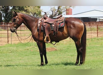 Caballo cuarto de milla, Yegua, 5 años, 152 cm, Castaño rojizo