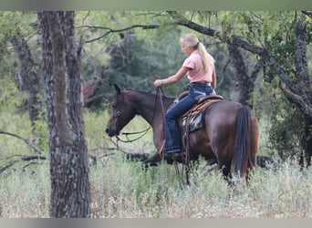 Caballo cuarto de milla, Yegua, 5 años, 152 cm, Castaño rojizo