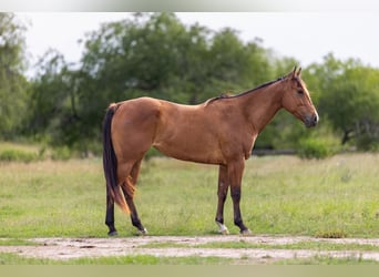Caballo cuarto de milla, Yegua, 5 años, 152 cm, Castaño rojizo