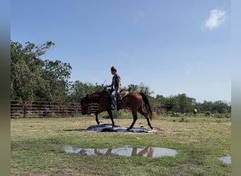 Caballo cuarto de milla, Yegua, 5 años, 152 cm, Castaño rojizo