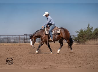 Caballo cuarto de milla, Yegua, 5 años, 152 cm, Castaño rojizo