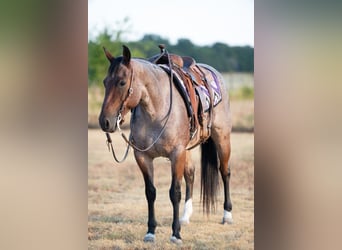 Caballo cuarto de milla, Yegua, 5 años, 152 cm, Castaño-ruano