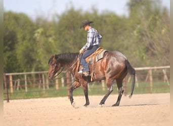 Caballo cuarto de milla, Yegua, 5 años, 152 cm, Castaño-ruano