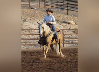 Caballo cuarto de milla, Yegua, 5 años, 152 cm, Palomino
