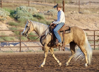 Caballo cuarto de milla, Yegua, 5 años, 152 cm, Palomino