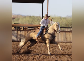 Caballo cuarto de milla, Yegua, 5 años, 152 cm, Palomino