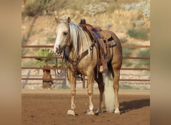 Caballo cuarto de milla, Yegua, 5 años, 152 cm, Palomino