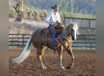 Caballo cuarto de milla, Yegua, 5 años, 152 cm, Palomino