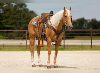 Caballo cuarto de milla, Yegua, 5 años, 152 cm, Palomino