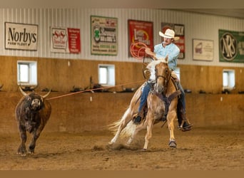 Caballo cuarto de milla, Yegua, 5 años, 152 cm, Palomino