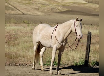 Caballo cuarto de milla, Yegua, 5 años, 152 cm, Perlino