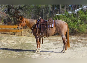 Caballo cuarto de milla, Yegua, 5 años, 152 cm, Ruano alazán