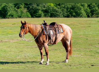 Caballo cuarto de milla, Yegua, 5 años, 152 cm, Ruano alazán