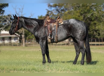 Caballo cuarto de milla, Yegua, 5 años, 152 cm, Ruano azulado