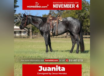 Caballo cuarto de milla, Yegua, 5 años, 152 cm, Ruano azulado