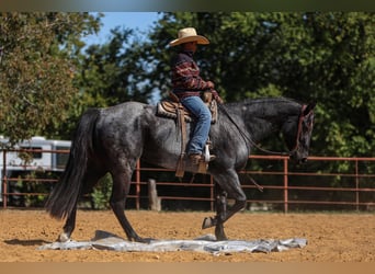 Caballo cuarto de milla, Yegua, 5 años, 152 cm, Ruano azulado