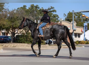 Caballo cuarto de milla, Yegua, 5 años, 152 cm, Ruano azulado