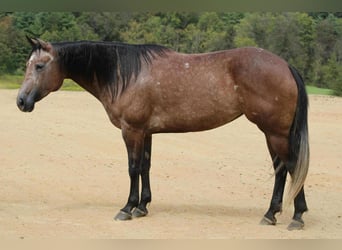 Caballo cuarto de milla, Yegua, 5 años, 152 cm, Tordillo negro
