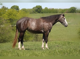 Caballo cuarto de milla, Yegua, 5 años, 152 cm, Tordo